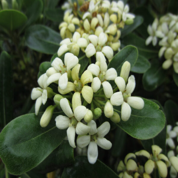 Pittosporum Tobira – Image 4