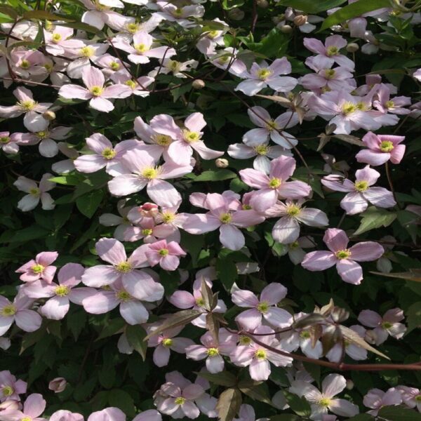 Clematis montana 'Fragrant spring' – Image 2