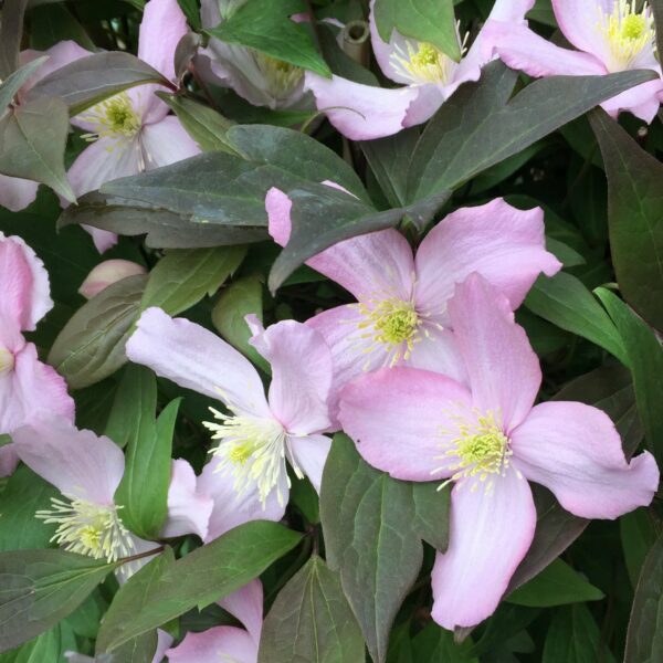 Clematis montana 'Fragrant spring'