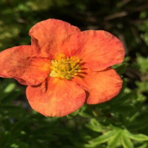Potentilla frut. 'Red Ace'