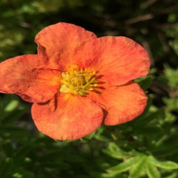 Potentilla frut. 'Red Ace'