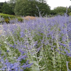Perovskia 'Blue spire'