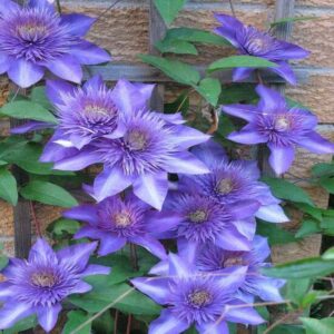 Clematis 'Multi Blue'