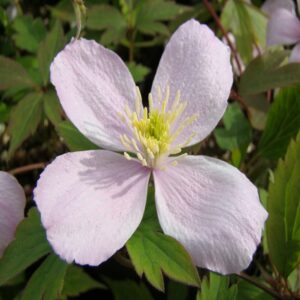 Clematis montana 'Rubens'