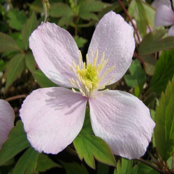 Clematis montana 'Rubens'