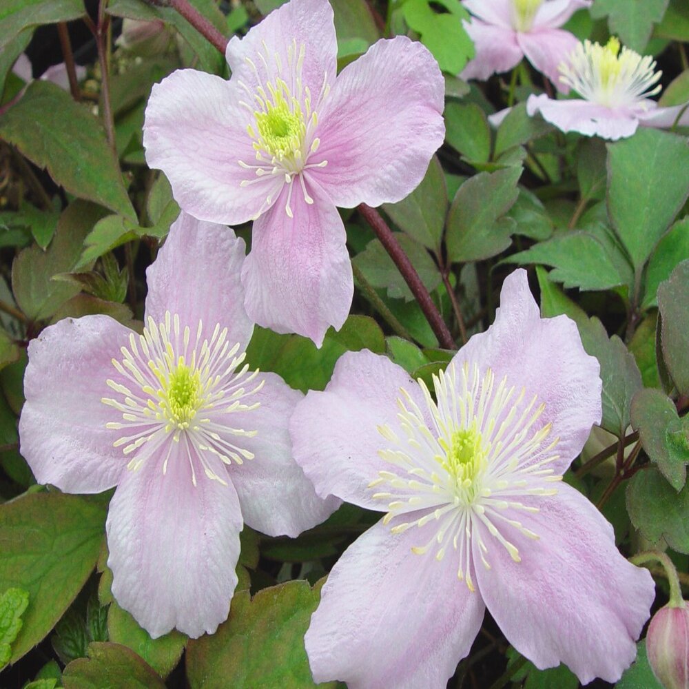 Clematis montana 'Mayleen'