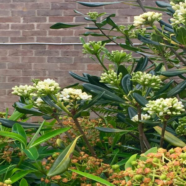 Pittosporum Tobira – Image 3