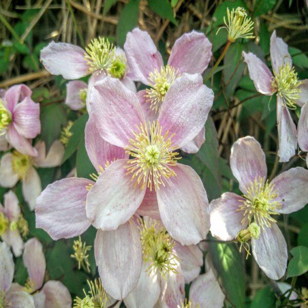 Clematis montana 'Rubens' – Image 2