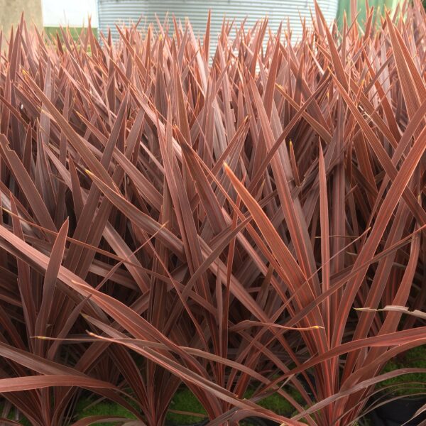 Cordyline 'Red Star'