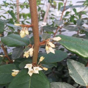 Elaeagnus ebbingei