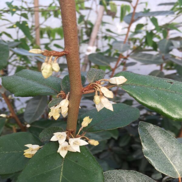 Elaeagnus ebbingei
