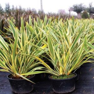 Phormium tenax 'Variegatum'