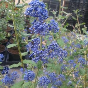 Ceanothus hybr. Burkwoodii