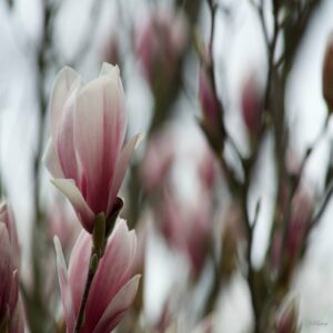 Magnolia Soulangeana