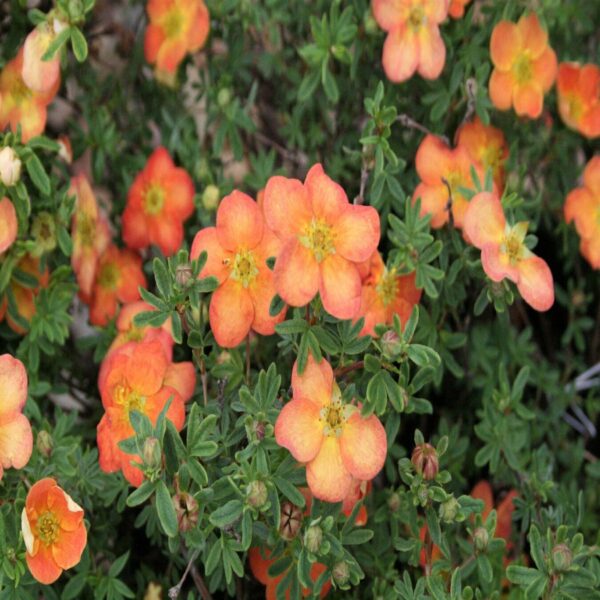 Potentilla frut. 'Red Ace' – Image 2