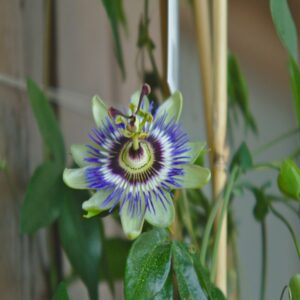 Passiflora 'Caerulea'