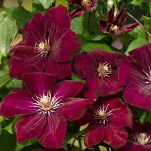 Clematis 'Rouge Cardinal'