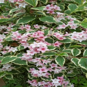 Weigela florida 'variegata'