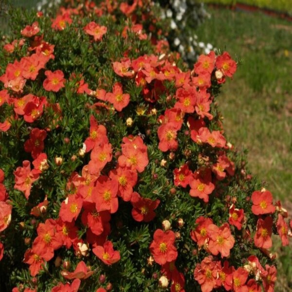 Potentilla frut. 'Red Ace' – Image 3