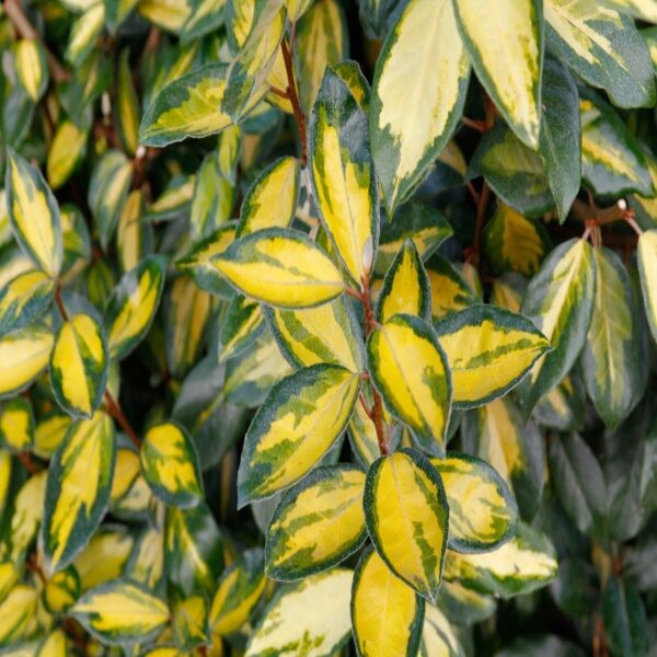 Elaeagnus ebb. 'Limelight' – Image 2