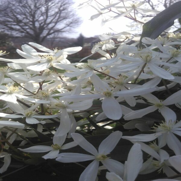 Clematis armandii – Image 2