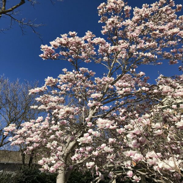 Magnolia Soulangeana – Image 2