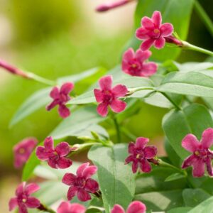 Jasminum 'Beesianum'