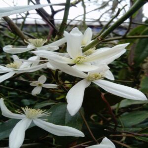 Clematis armandii