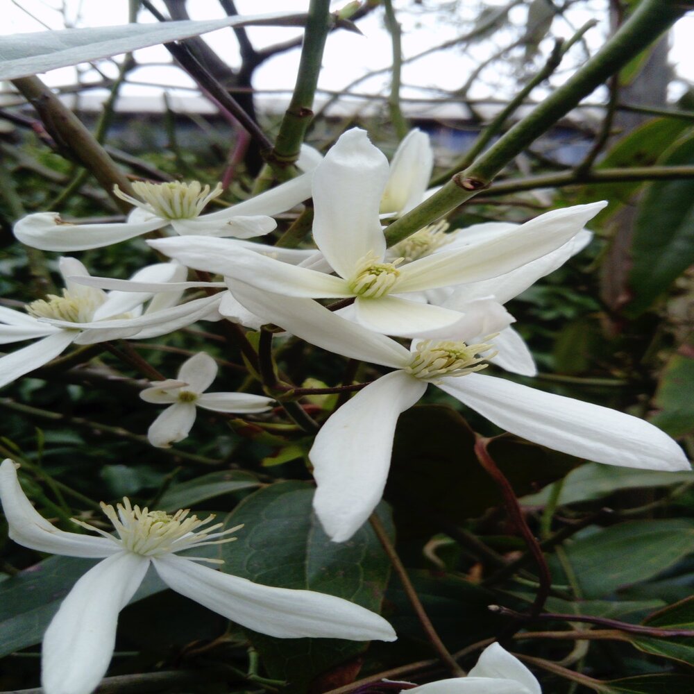 Clematis armandii