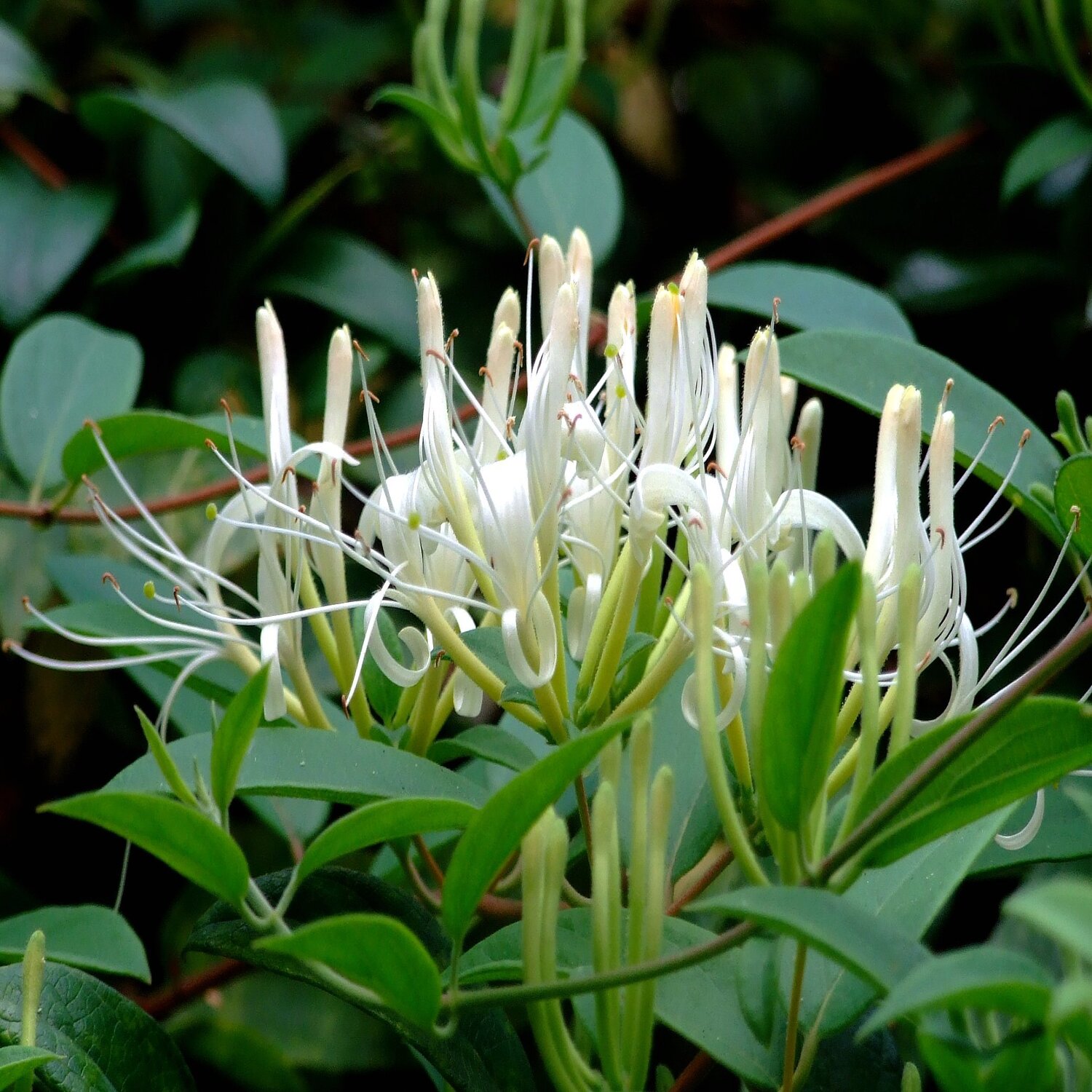 Lonicera japonica 'Halliana'