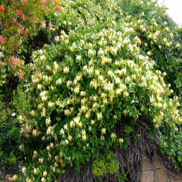 Lonicera japonica 'Halliana' – Image 2