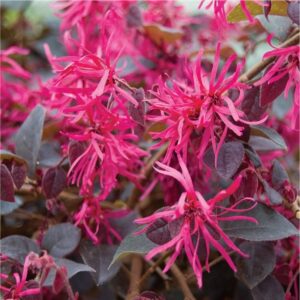 Loropetalum chin. 'Black Pearl'
