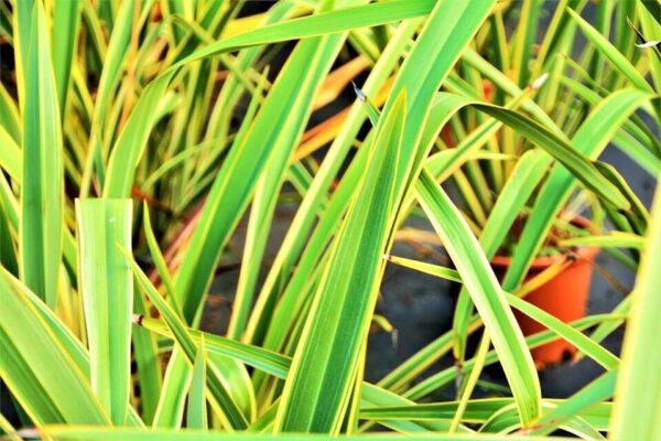 Phormium tenax 'Variegatum' – Image 3