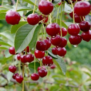 Cerisier 'Bigarreau burlat'