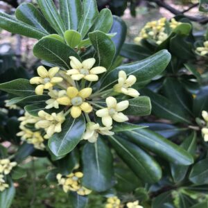Pittosporum Tobira