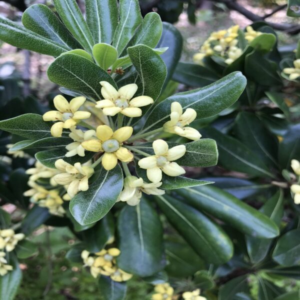 Pittosporum Tobira