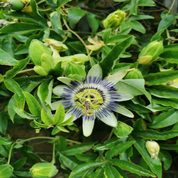 Passiflora 'Caerulea' – Image 2
