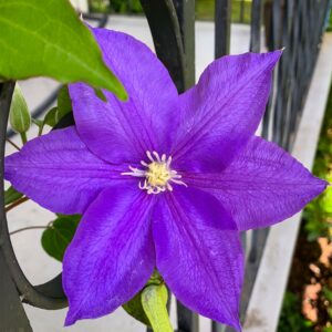 Clematis 'Jackmanii'