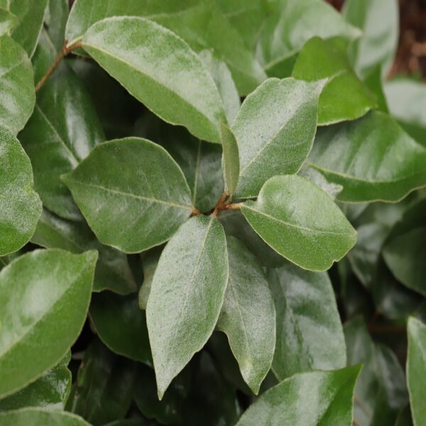 Elaeagnus ebbingei – Image 2