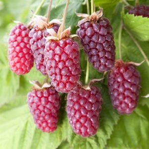 Murier Framboise - Rubus loganobaccus