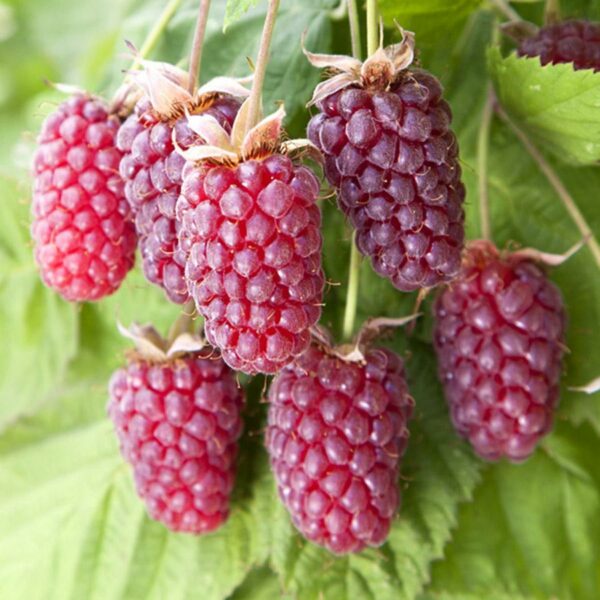 Murier Framboise - Rubus loganobaccus