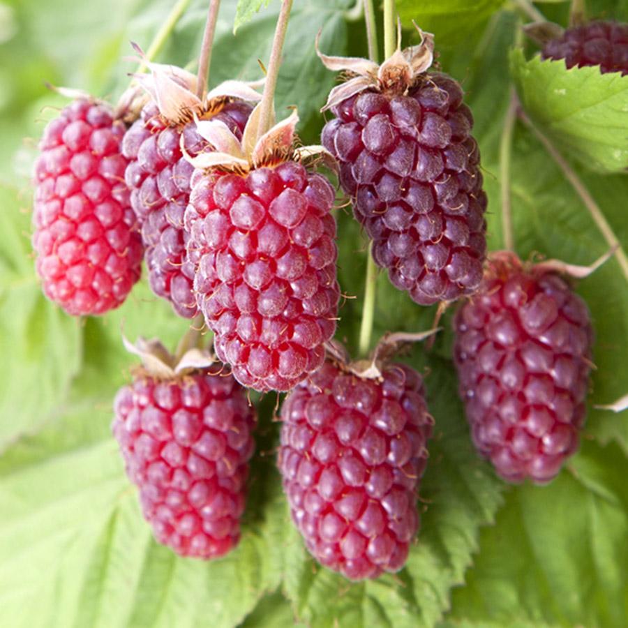 Murier Framboise - Rubus loganobaccus