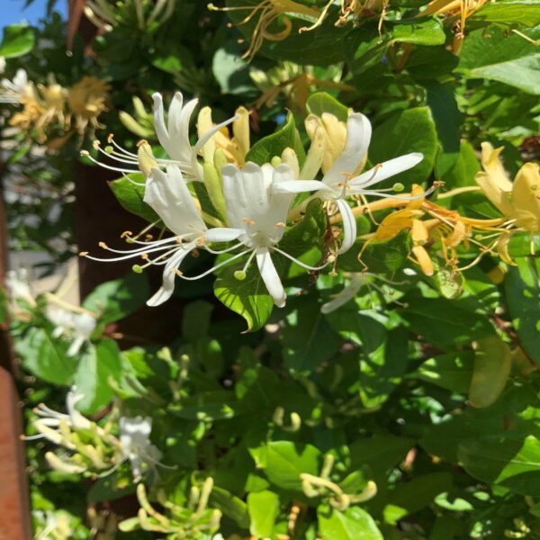 Lonicera japonica 'Halliana' – Image 3