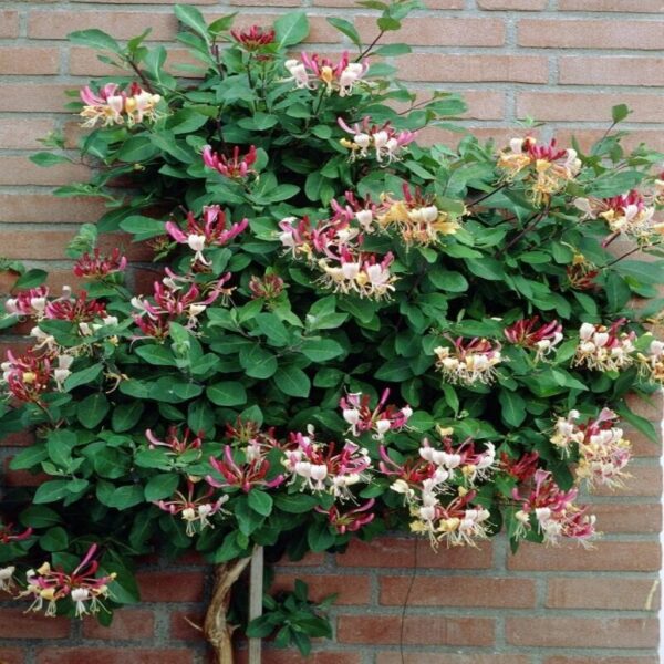 Lonicera per. 'Belgica Select' – Image 3