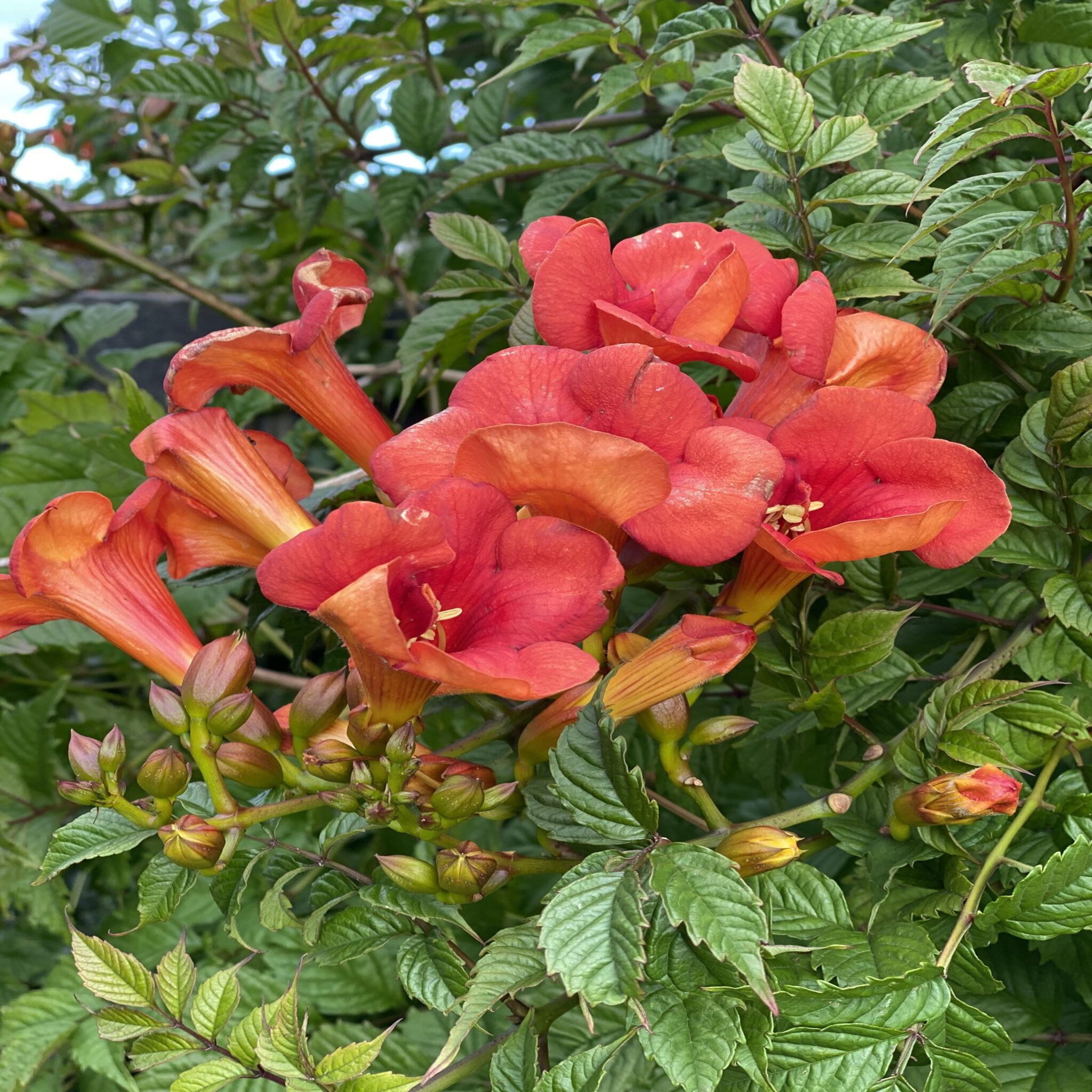 Campsis tag. 'Madame Galen'