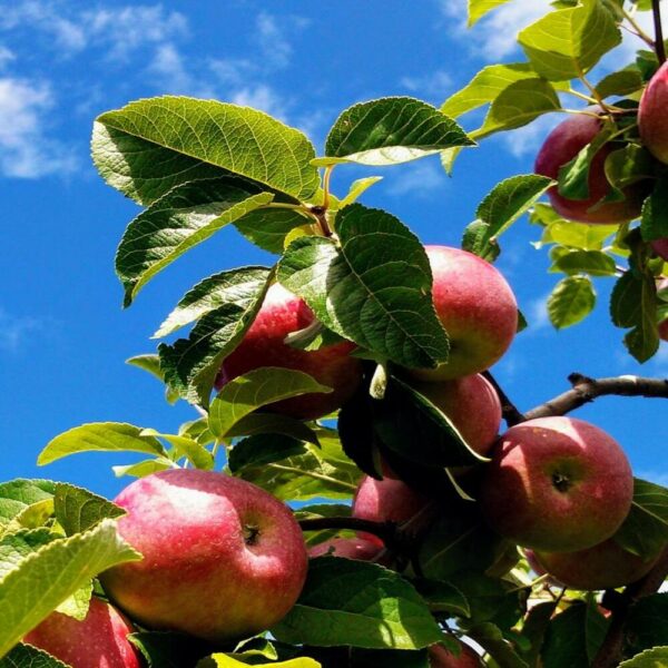 Pommier 'Fuji'