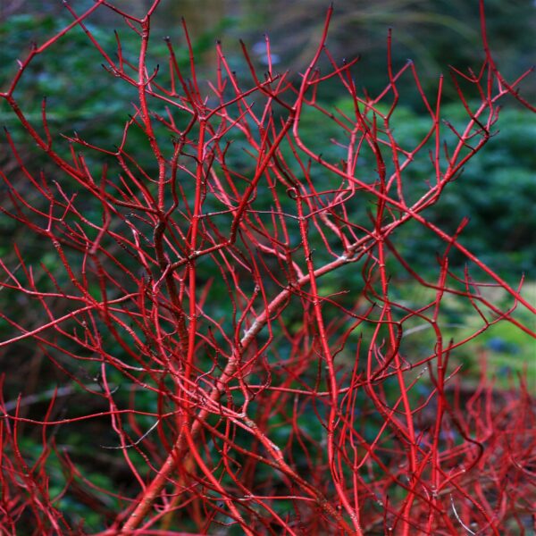 Cornus Alba – Image 2