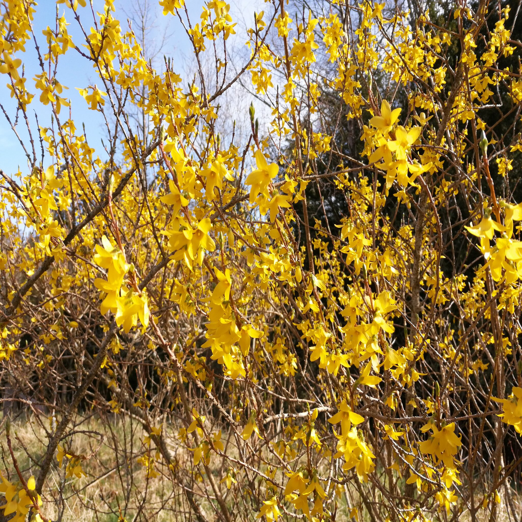 Forsythia Intermedia