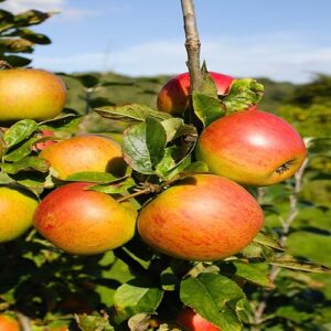 Pommier 'Reine des reinettes'