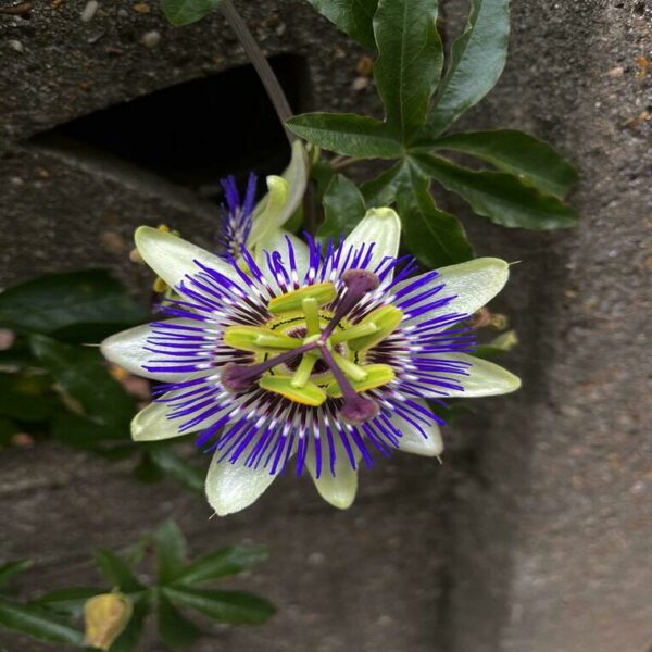 Passiflora 'Caerulea' – Image 3